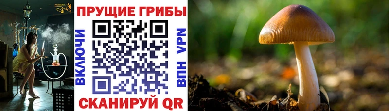 Псилоцибиновые грибы ЛСД  купить закладку  Троицк 